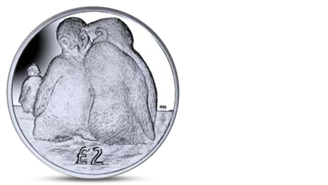 Penguin Chicks 2013